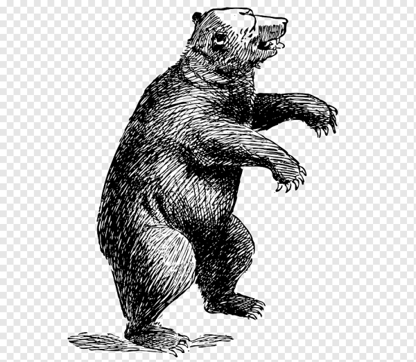 Bear Coloring Pages for Kids