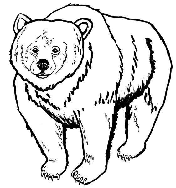 Медведь раскраска