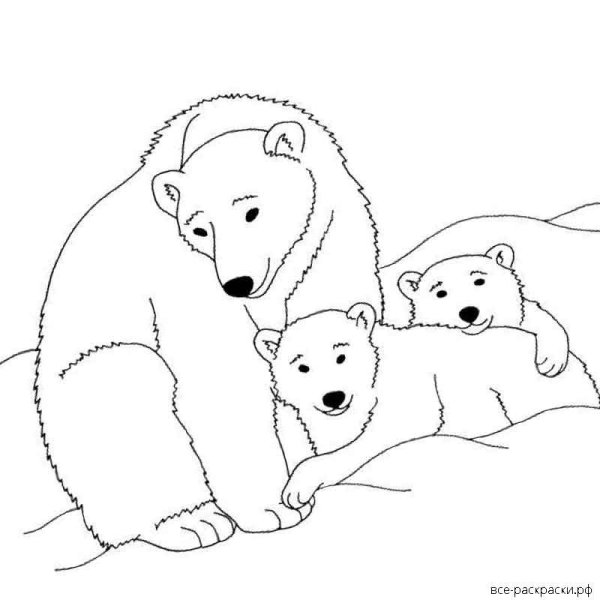 Белый медведь раскраска