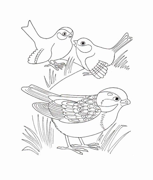 Раскраски иллюстрации и о птицах (44 фото)