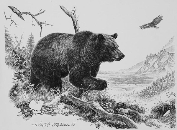 Black and rare White Bears карандашом рисунок