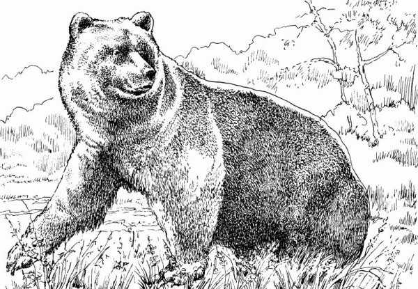 Медведь рисунок