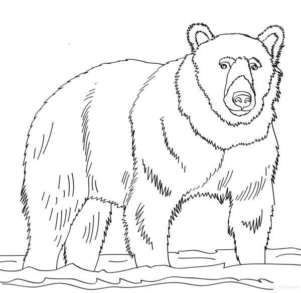 Раскраски медведя в тайге (46 фото)