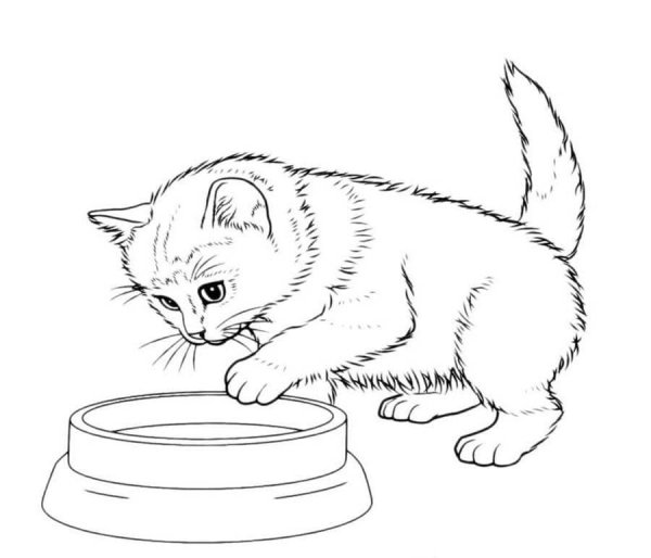 Кошка раскраска для детей