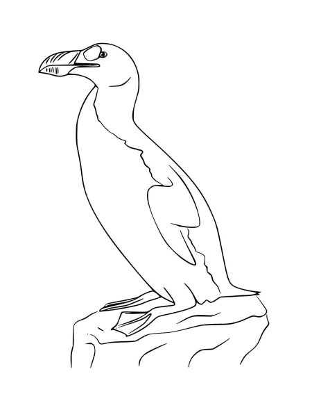 Раскраски кайра птица (42 фото)