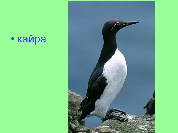 Птицы арктических пустынь кайра