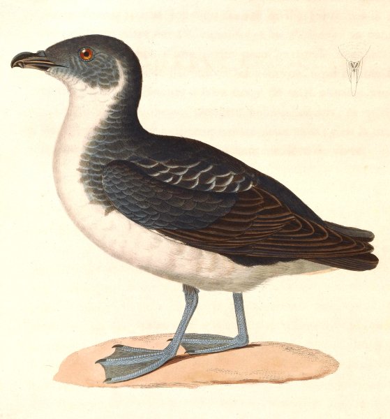 Pelecanoides urinatrix