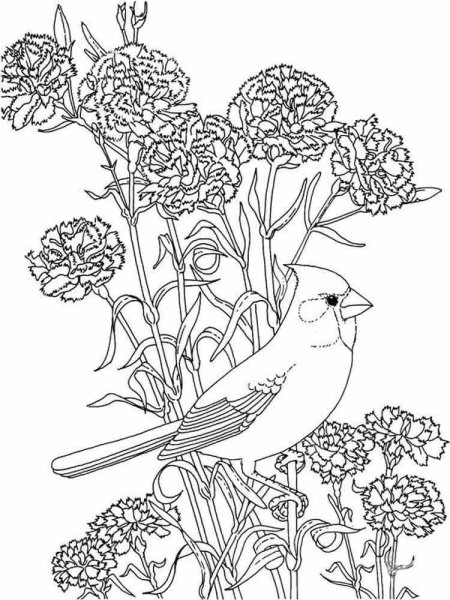 Раскраски кардинал птица (45 фото)