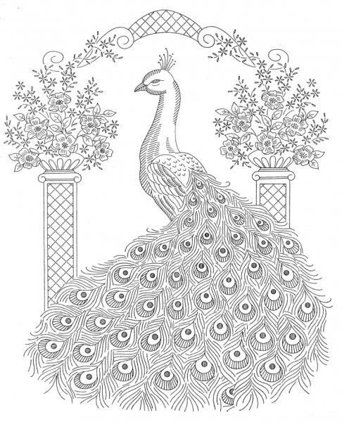 Павлины раскраска