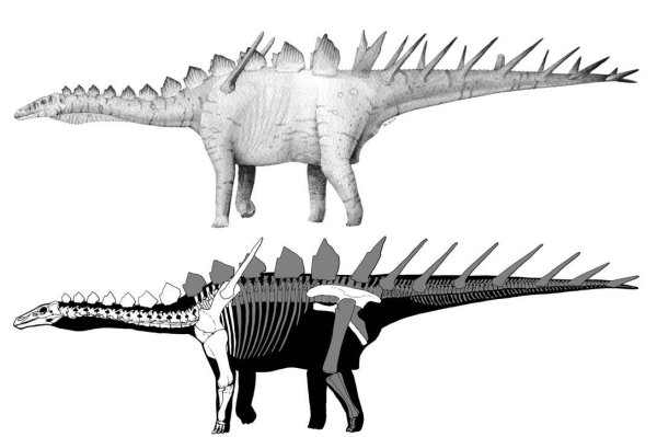 Miragaia longicollum