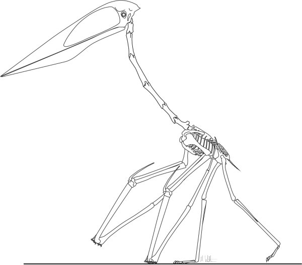 Quetzalcoatlus скелет