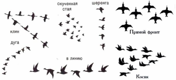 Типы стай перелетных птиц