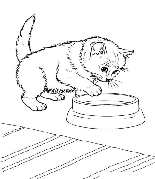 Раскраска кот