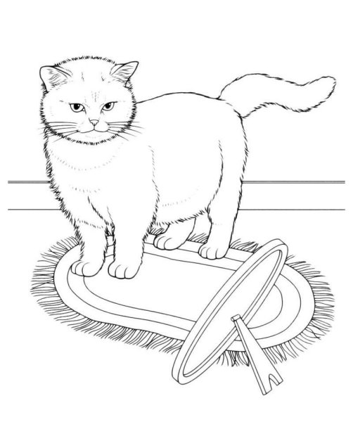 Раскраска кот британец