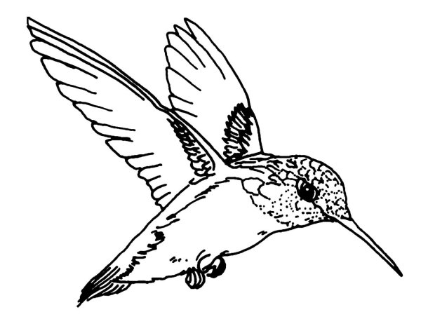 Колибри рисунок