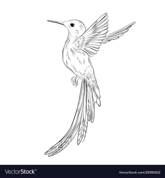Раскраски колибри птица (49 фото)