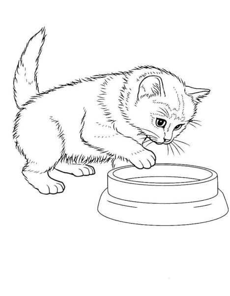 Котенок. Раскраска