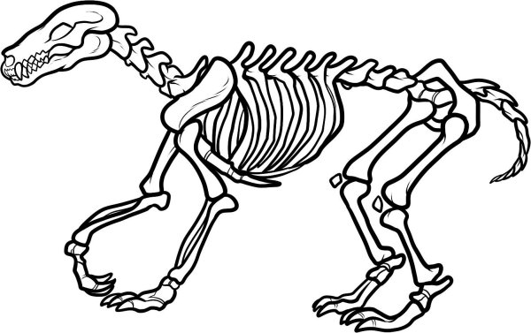 Раскраски кости динозавров (47 фото)