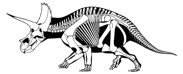 Triceratops horridus скелет