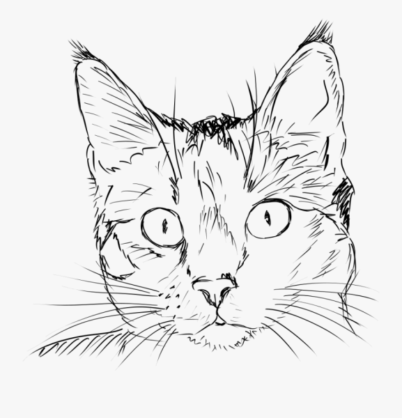Кошка рисунок