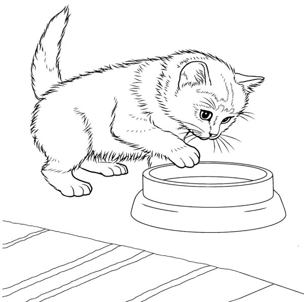 Котенок. Раскраска