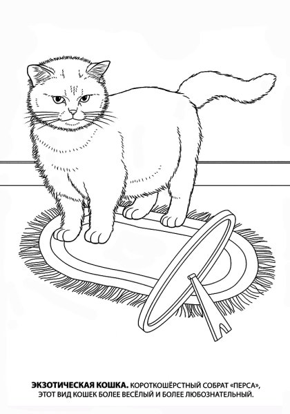 Раскраска кот британец