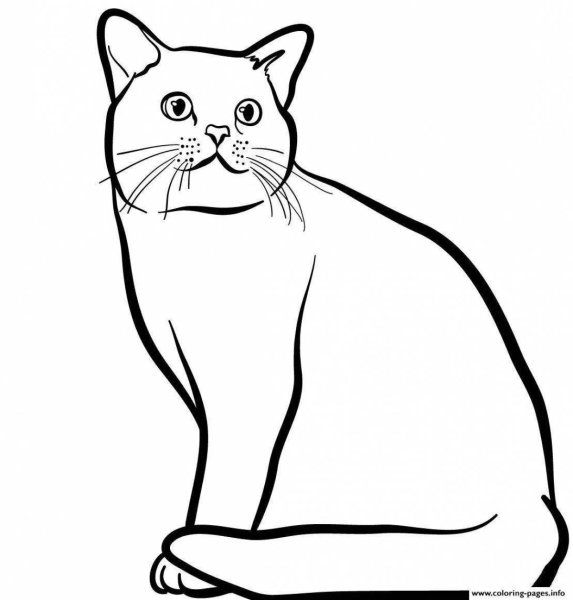 Раскраска кот британец