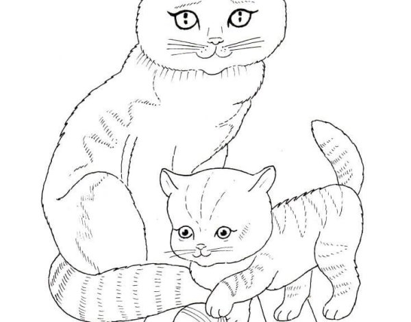 Вислоухая кошка раскраска