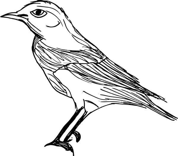 Птицы скетчи Gyu