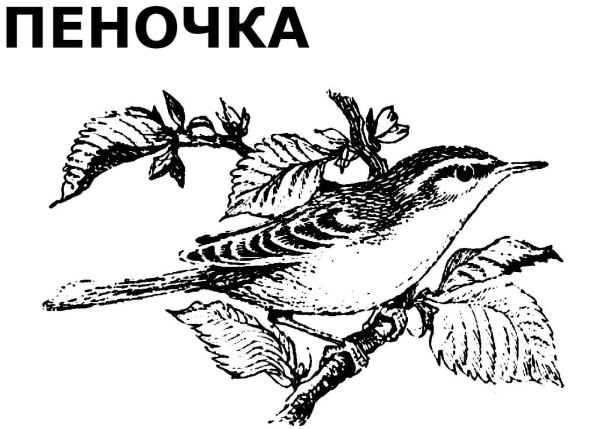 Пеночка птица раскраска