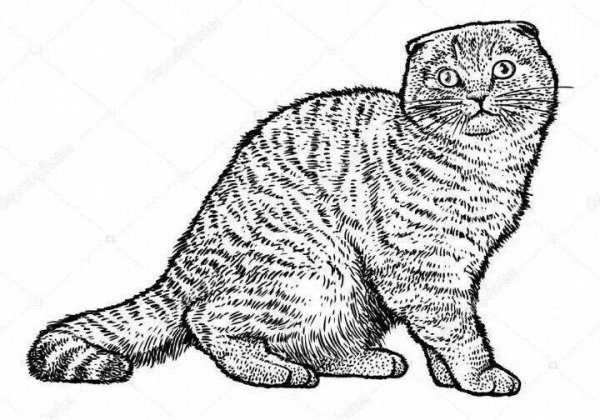 Раскраска шотландский вислоухий кот