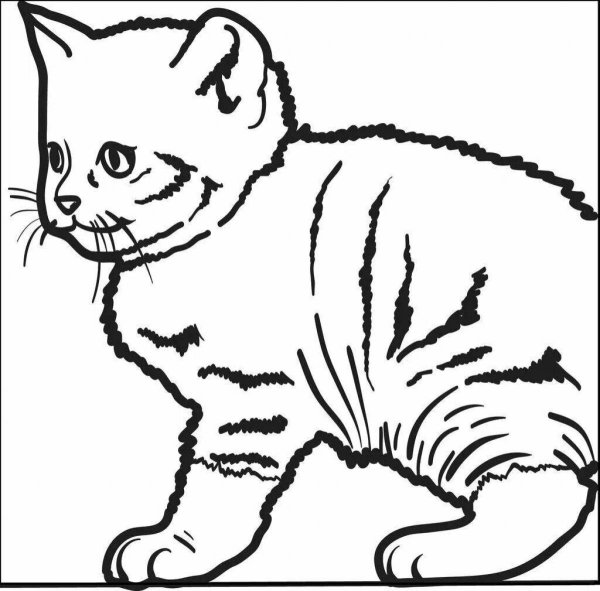 Британская кошка раскраска