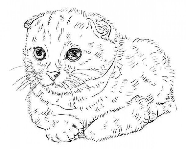 Раскраска кот вислоухий британец