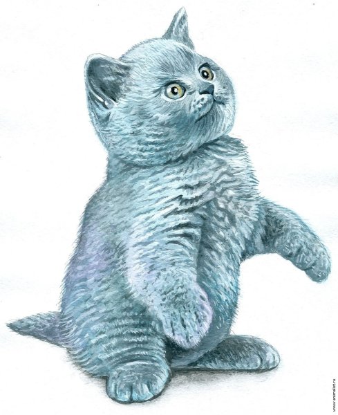 Британец кот