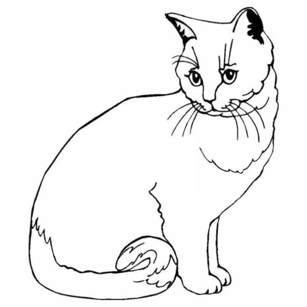 Кошка раскраска реалистичная