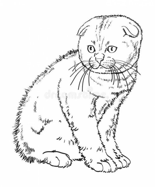 Шотландская вислоухая кошка вид сбоку