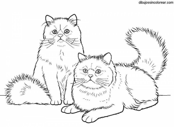 Раскраски коты пушистые