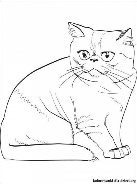 Раскраска кошка Шотландская прямоухая