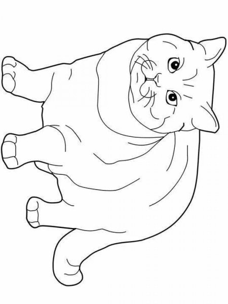 Вислоухая кошка раскраска