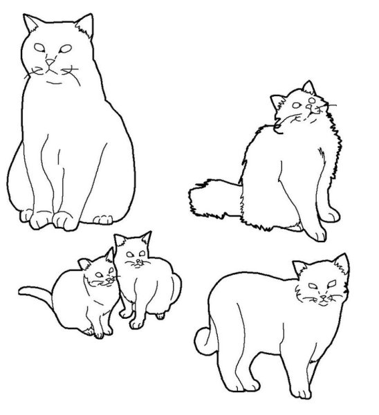 Раскраска британский кот
