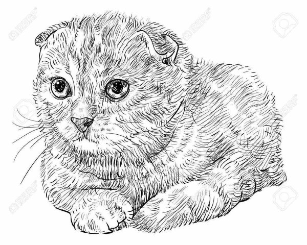Шотландская вислоухая кошка