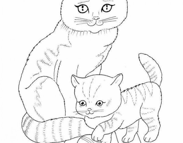 Вислоухая кошка раскраска