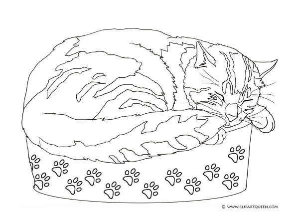 Раскраски котенок в лежанке (44 фото)