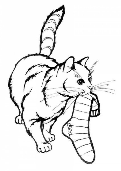 Раскраска кот