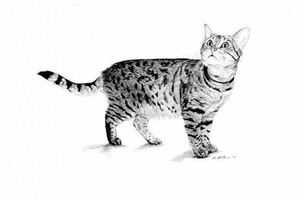 Бенгальский кот раскраска