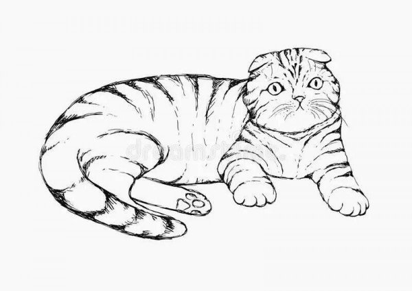Раскраска вислоухий кот