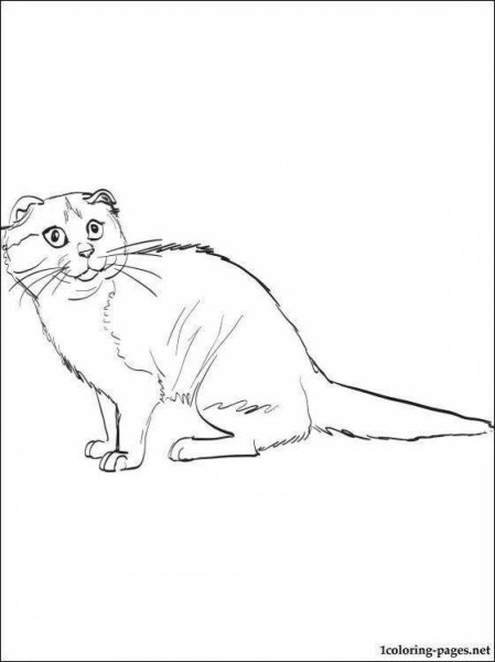 Раскраска шотландский вислоухий кот