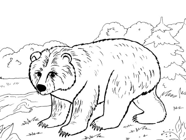 Медведь раскраска