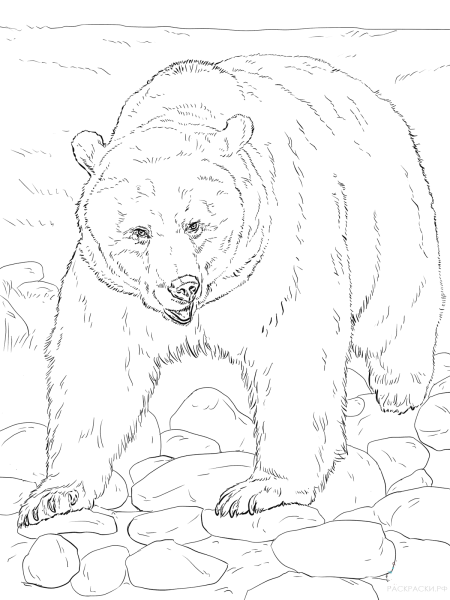 Раскраски нарисованный медведь (45 фото)