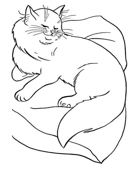 Раскраска кот